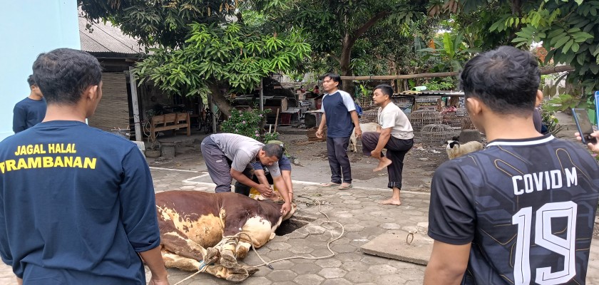 Pelaksanaan Qurban SD Muhammadiyah Prambanan 2023